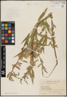 Foto von Salix acmophylla Boiss.